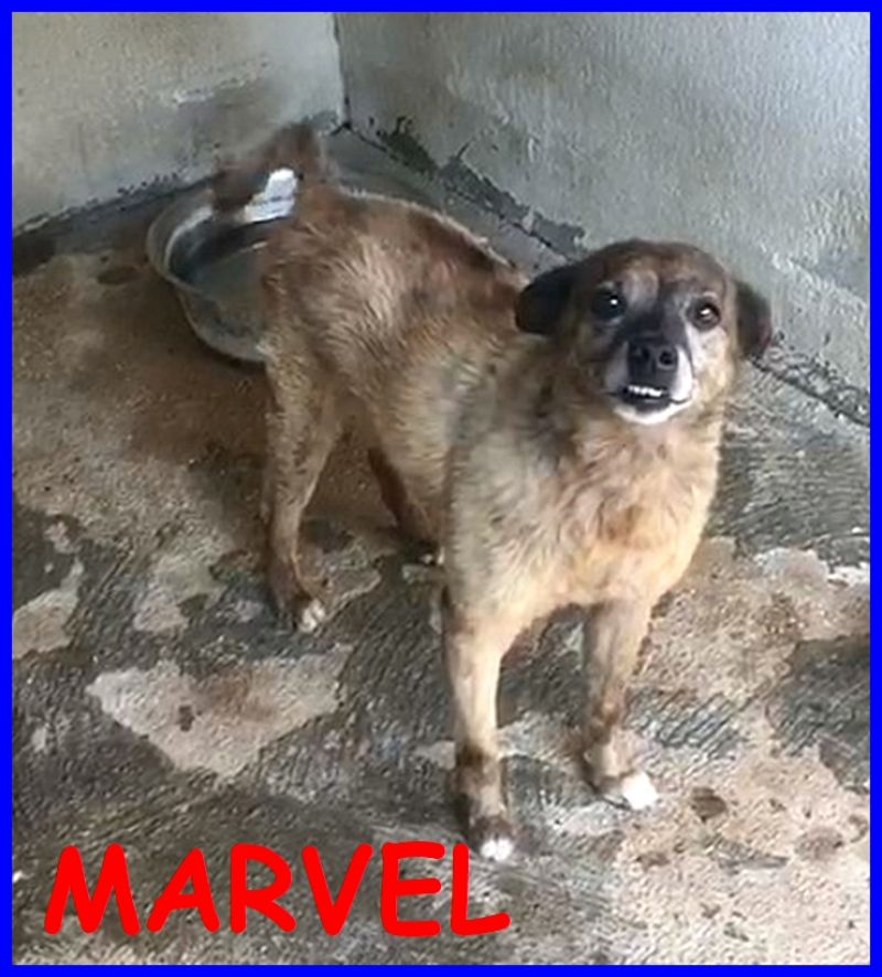 MARVEL dolce piccoletto con ancora il segno della catena al collo