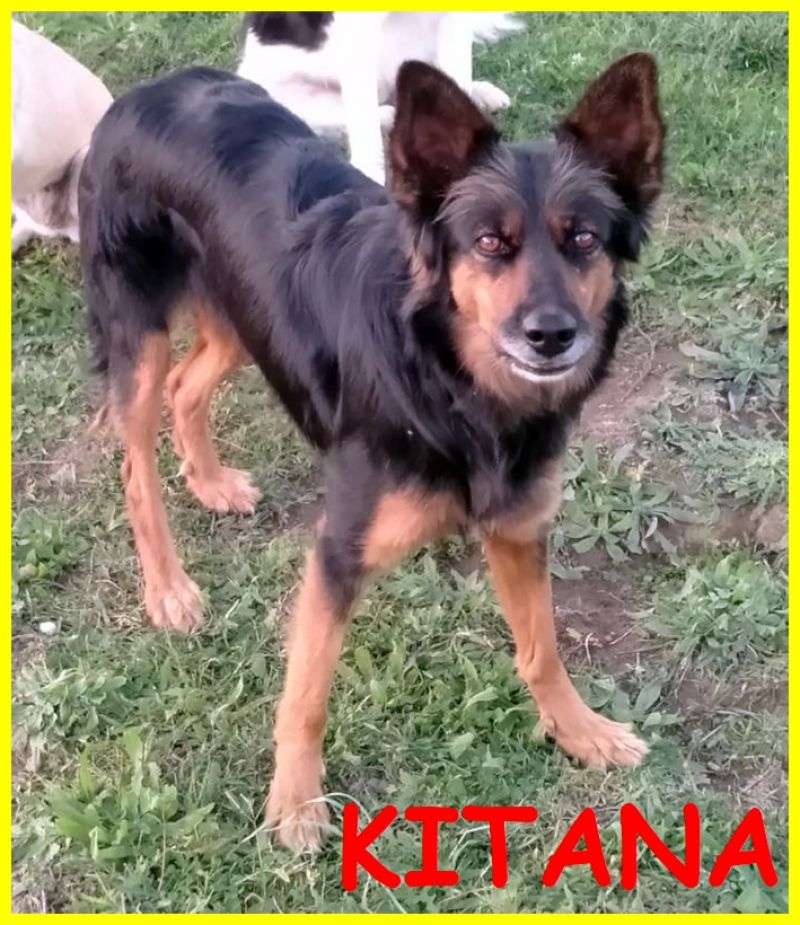 KITANA splendida simil pastore ancora n rifugio