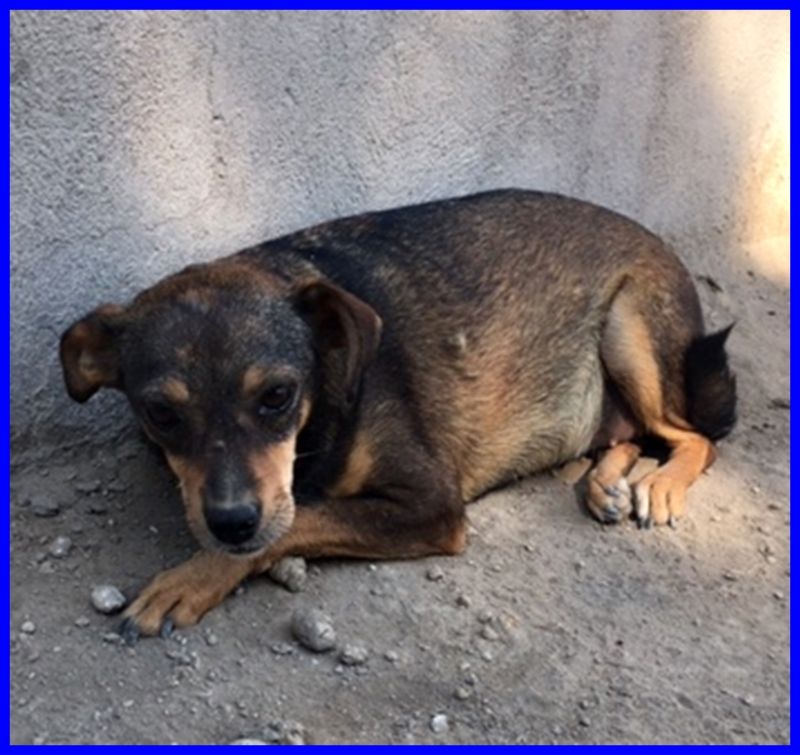 VIENNA urgente simil pinscherina si sta lasciando morire in gabbia