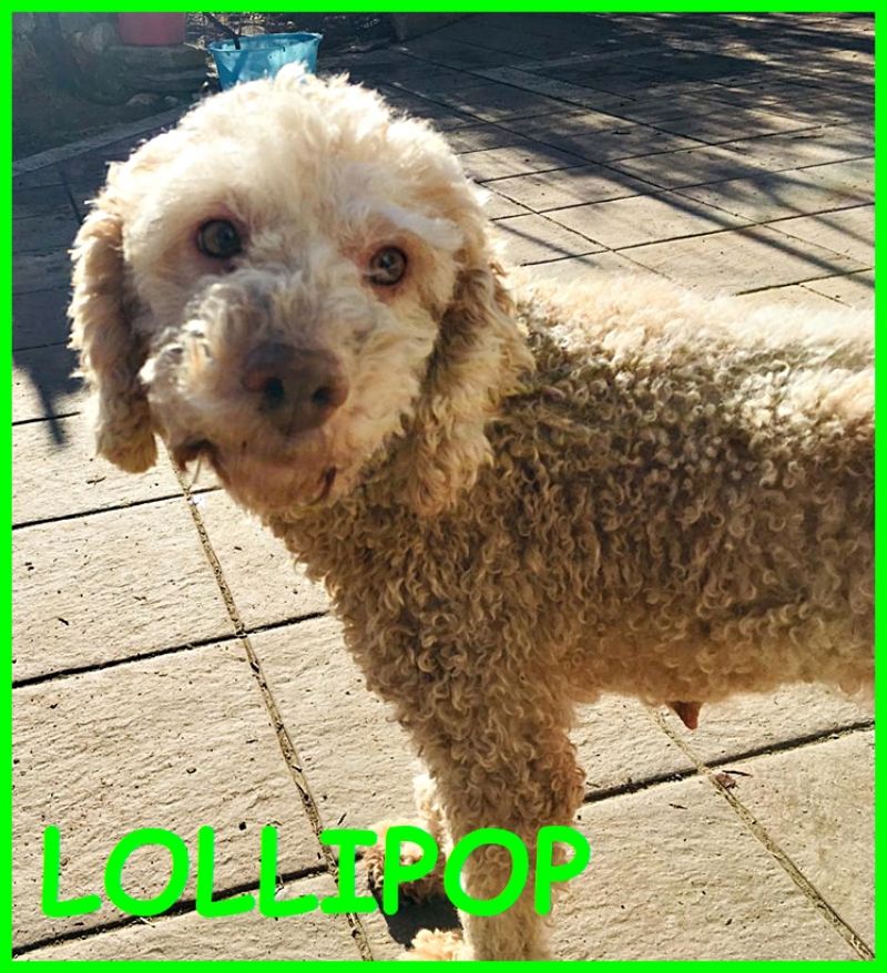 LOLLIPOP simil lagottina 2 anni tenera bambolina pronta per una famiglia