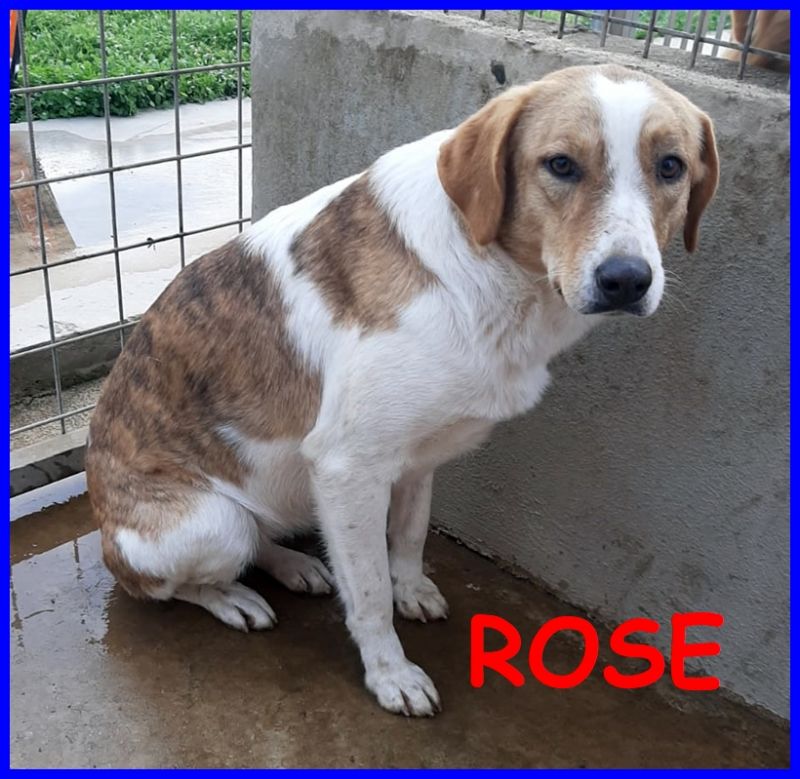 ROSE dolce patata 2 anni presa da piccola e poi lasciata in un campo