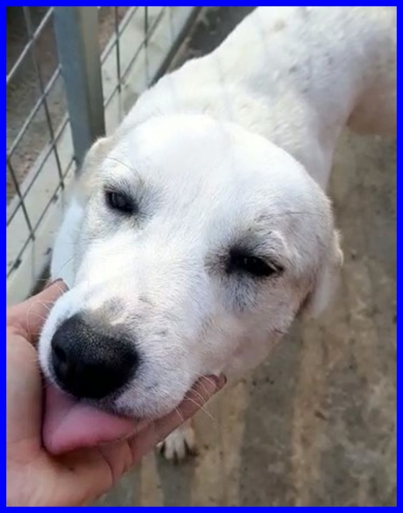 SCOOBY cucciolone 1 anno e mezzo simil labrador finito in canile