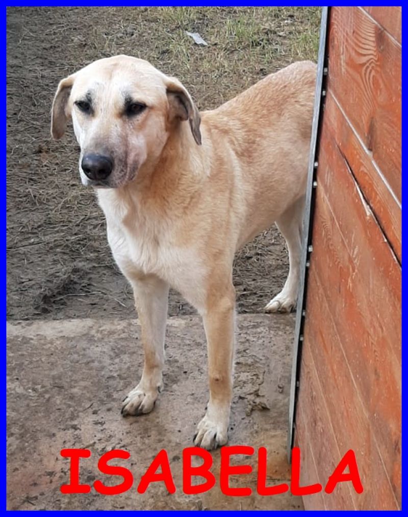 ISABELLA tg media 2 anni i suoi occhi tristi chiedono amore