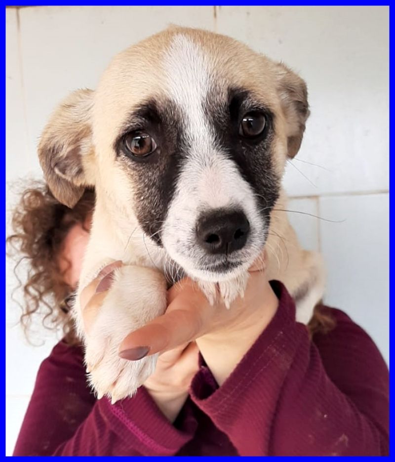 SILVER dolce cucciolo 3 mesi e mezzo aspetta una mamma
