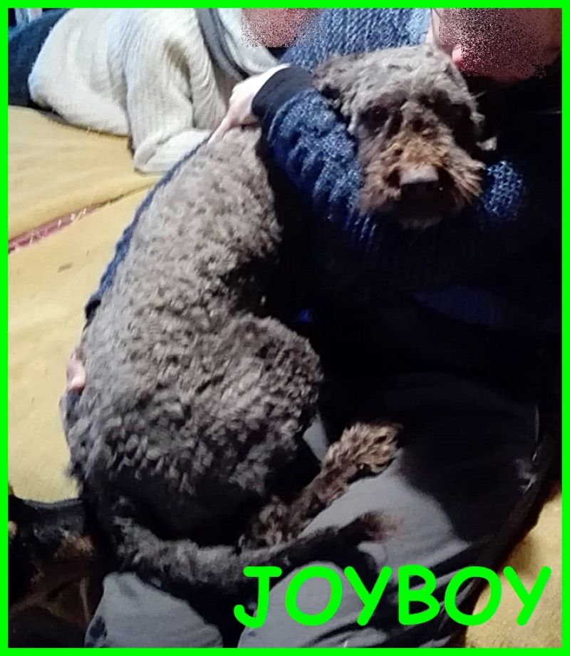 JOYBOY lagottino buono e giocherellone cerca casa