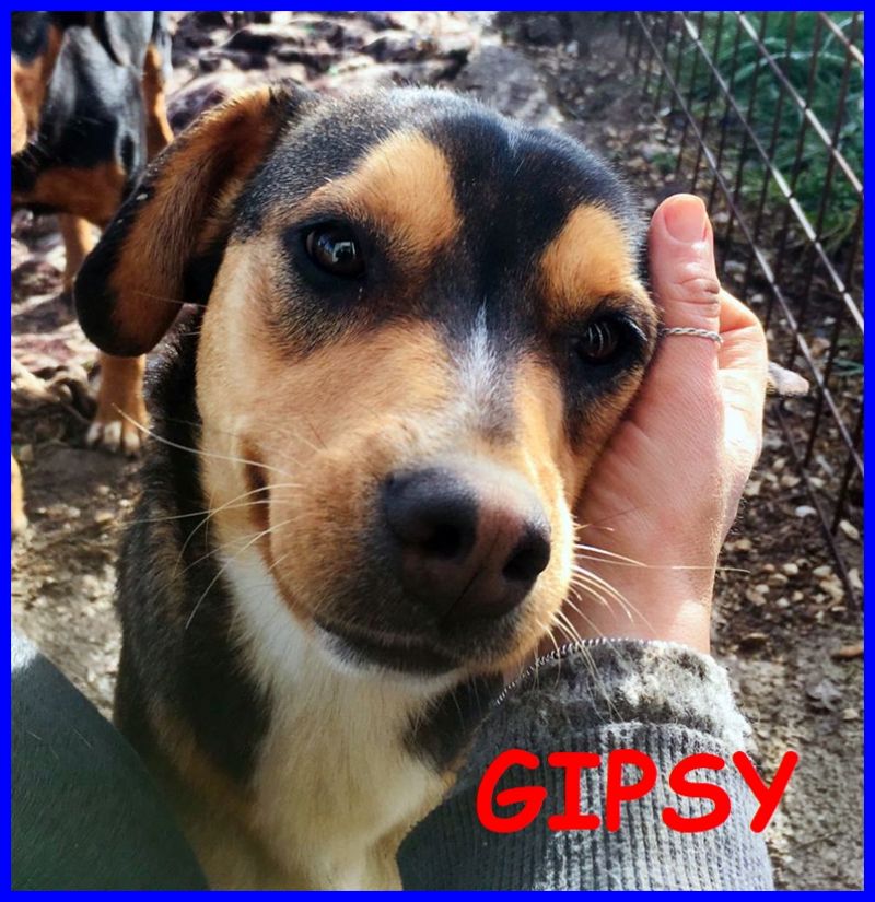 GIPSY cucciolona poco più di 1 anno cerca ancora casa