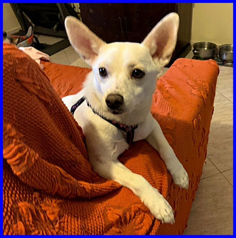 LIBERA cucciolona 10 mesi simil jack russel buona e dolce