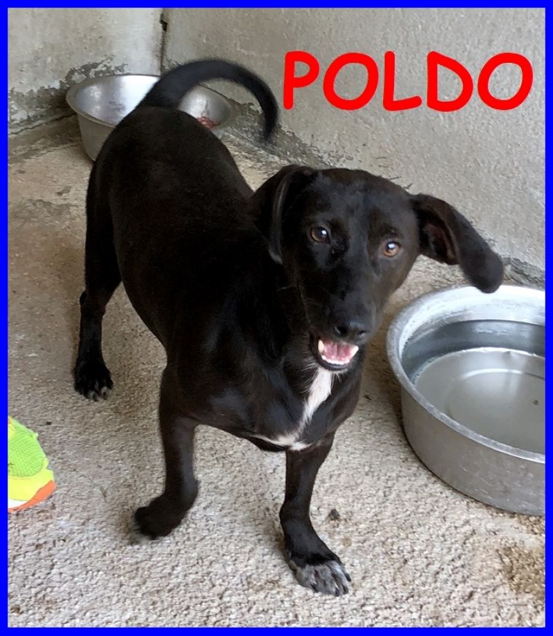 POLDO simil bassottino 3 anni nessuno si innamora di lui