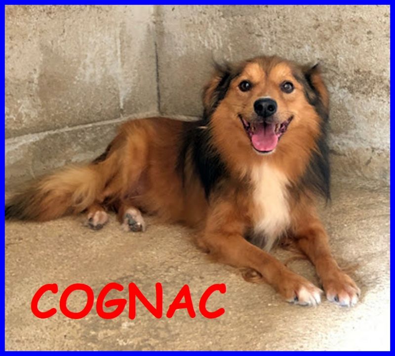 COGNAC bellissimo volpinotto 6 anni cerca ancora una mamma