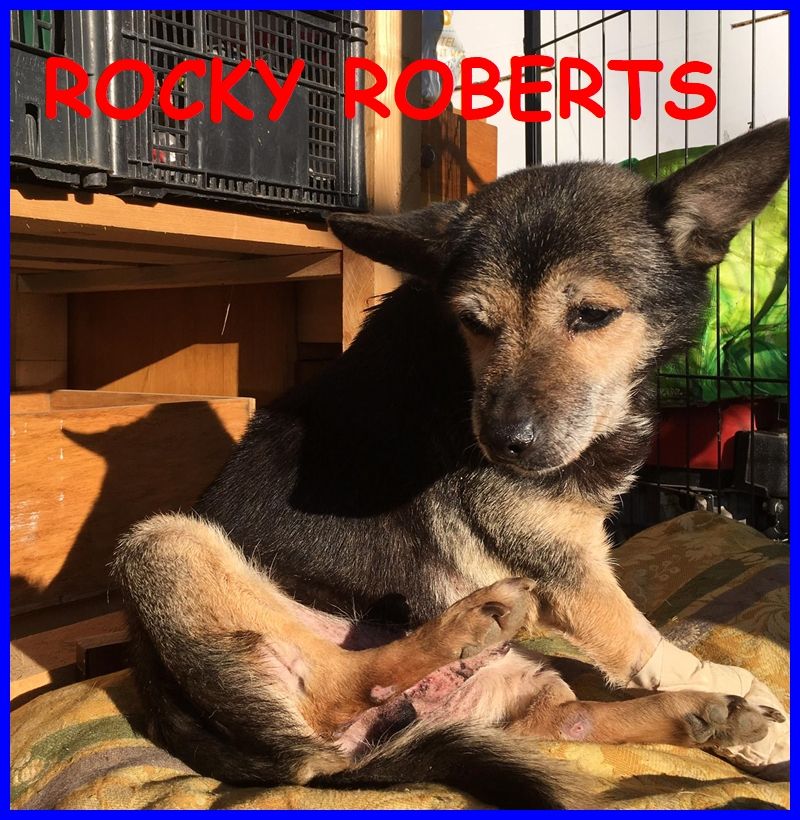 ROCKY ROBERTS mini nonnino 12 anni 6 kg pieno di voglia di vivere