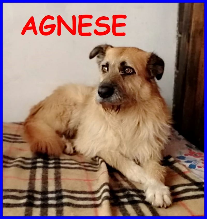 AGNESE simil spinona 6 anni è perfetta ma nessuno si è mai accorto di lei