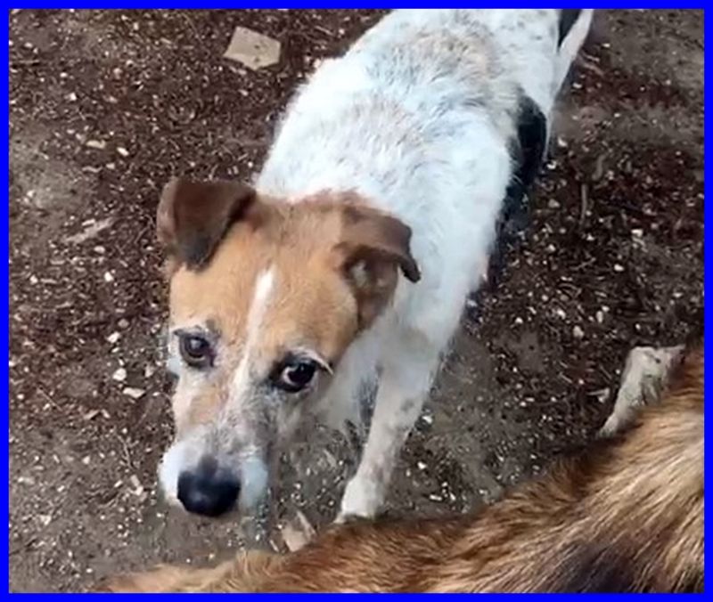 PEPI simil jack russel 9 anni dopo tanti anni di canile cerca serenità
