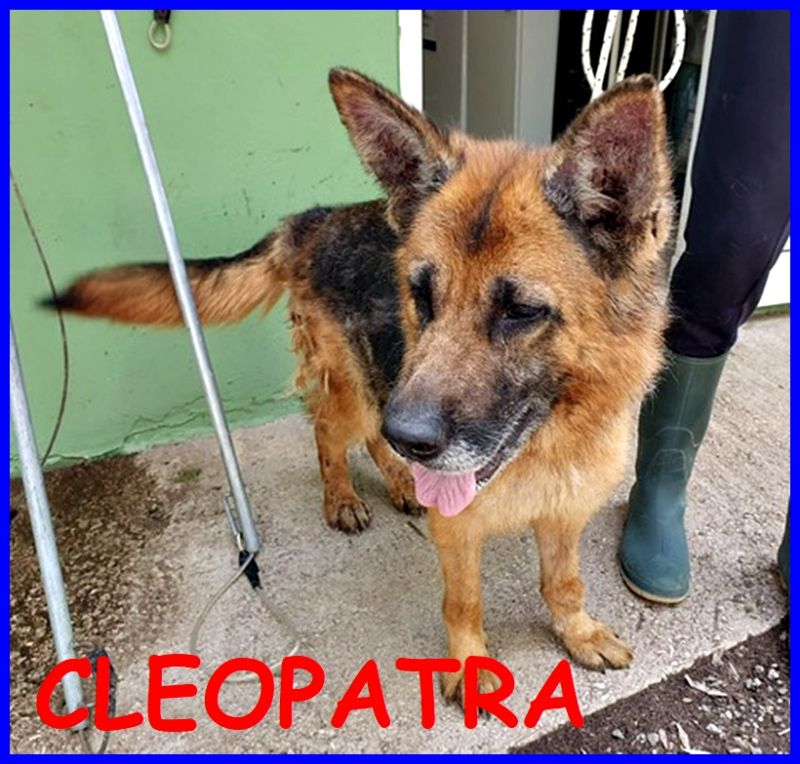 CLEOPATRA pastore tedesco 7 anni appena arrivata in canile