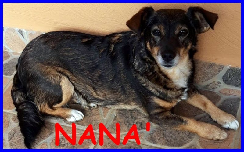 NANA' 10 kg 3 anni scaraventata incinta in un giardino