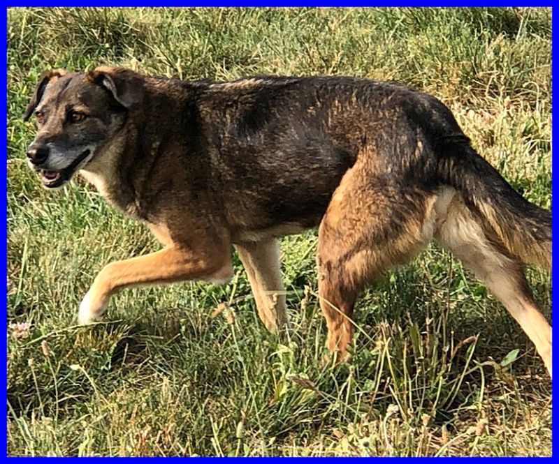 CHOPPY lupacchiotto 6 anni e mezzo cerca amico di cui fidarsi
