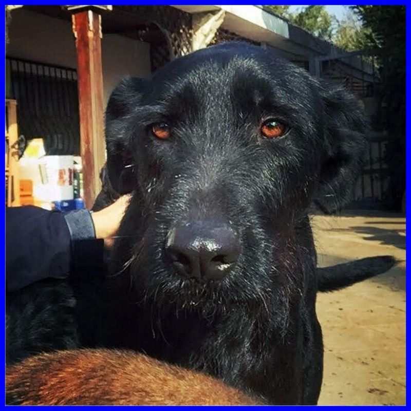 SMILZO simil schnauzer 3 anni cerca casa per sempre