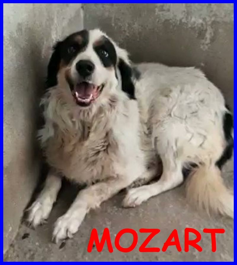 MOZART patatone buonissimo e bellissimo 3 anni non merita la gabbia