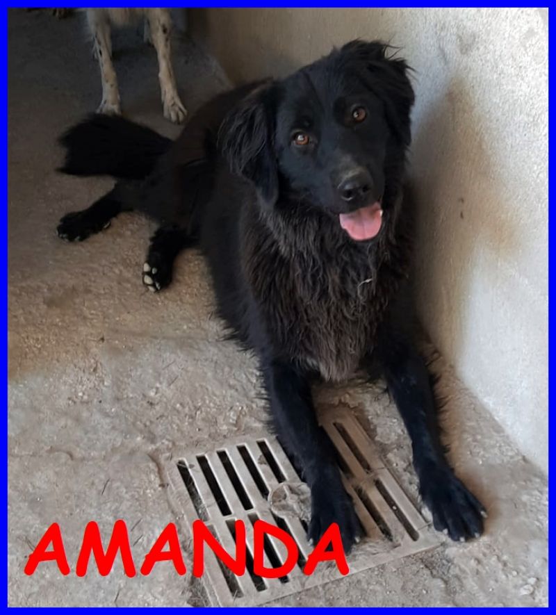 AMANDA meravigliosa patatona 3 anni buona e tranquilla cerca qualcuno che la salvi