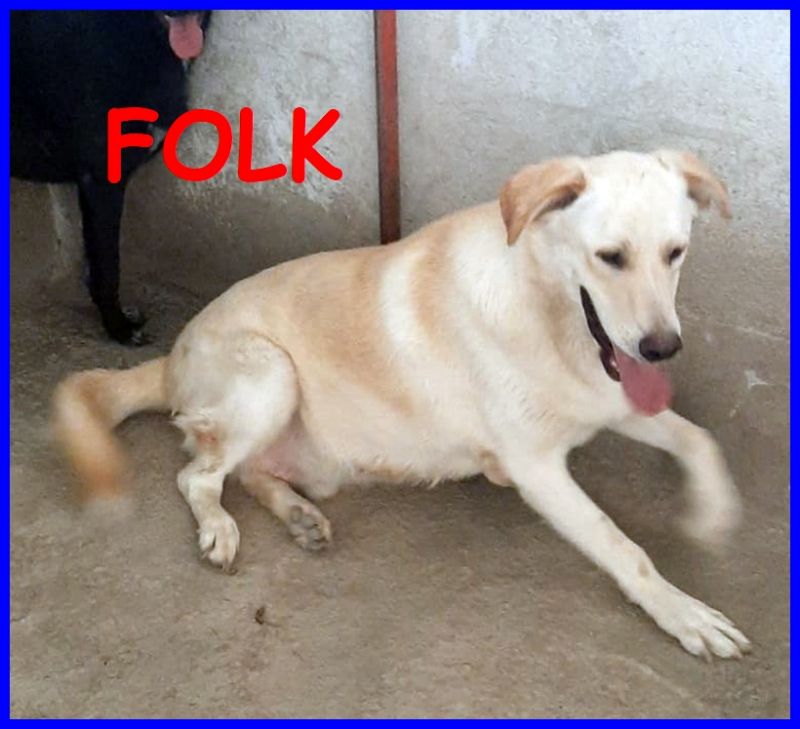 FOLK cucciolone 1 anno e mezzo simil labrador un dono per chi lo adotterà