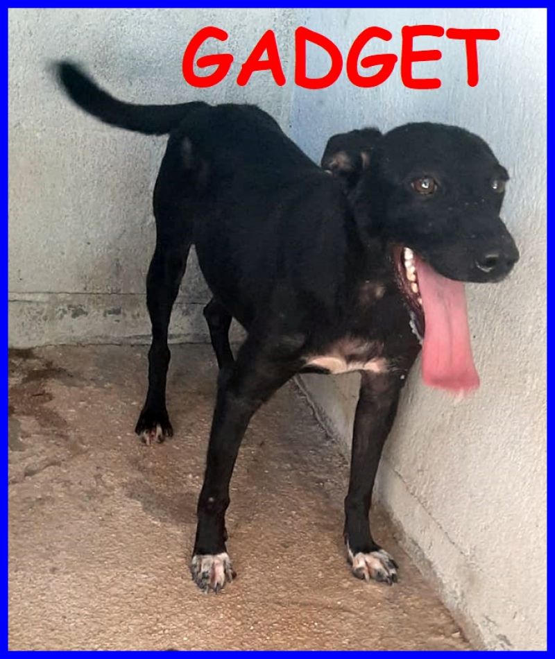 GADGET 2 anni 10 kg buonissimo vuole solo correre libero
