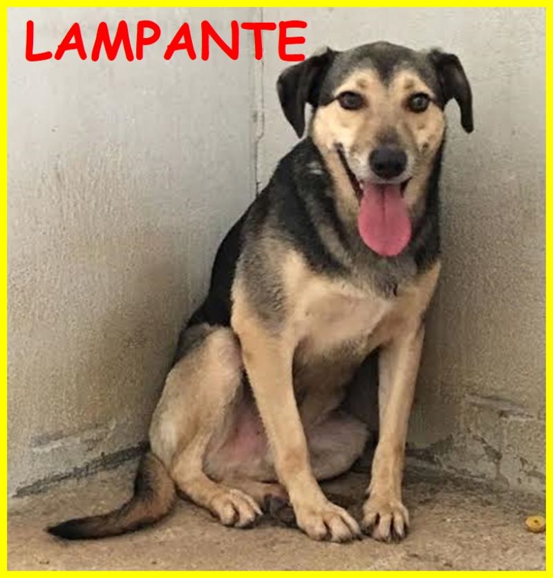 LAMPANTE adozione d'amore lupacchiotto spaventato in gabbia da sempre