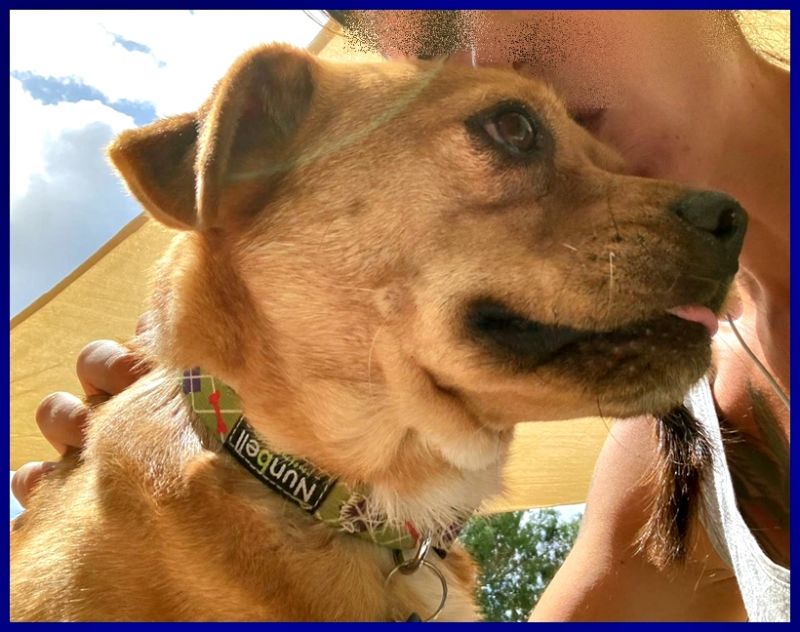 ELVIS piccoletto meno di 4 anni in cerca di casa