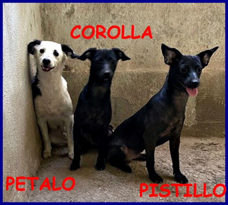 PETALO COROLLA PISTILLO cucciolini 4 mesi tg medio piccola cercano mamma umana