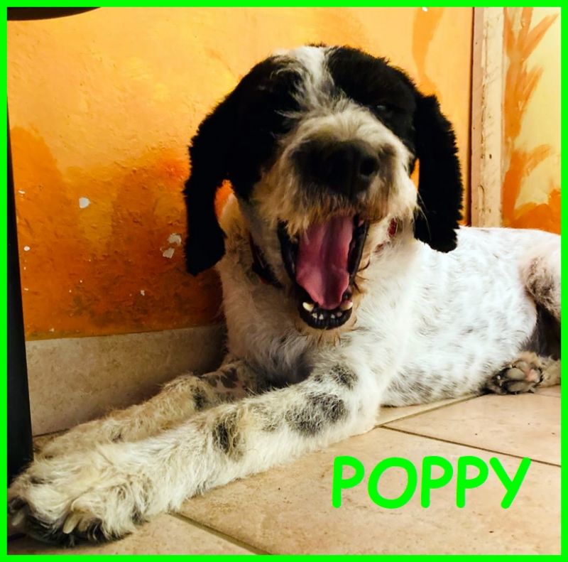 POPPY simil lagottina segugia 2 anni una cagnolina perfetta il sogno per chiunque