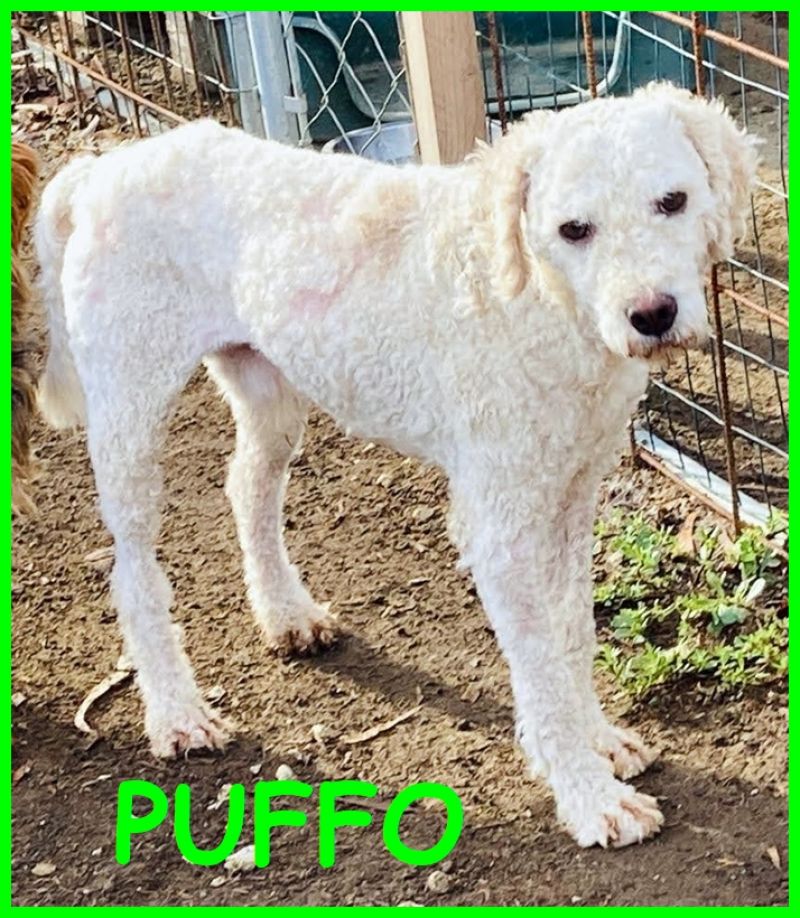 PUFFO simil lagottino 2 anni spaventato dalle botte