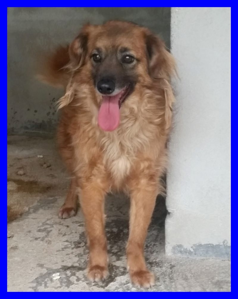 TWINGO anni di appelli nessuno lo vuole eppure è un cagnolino perfetto