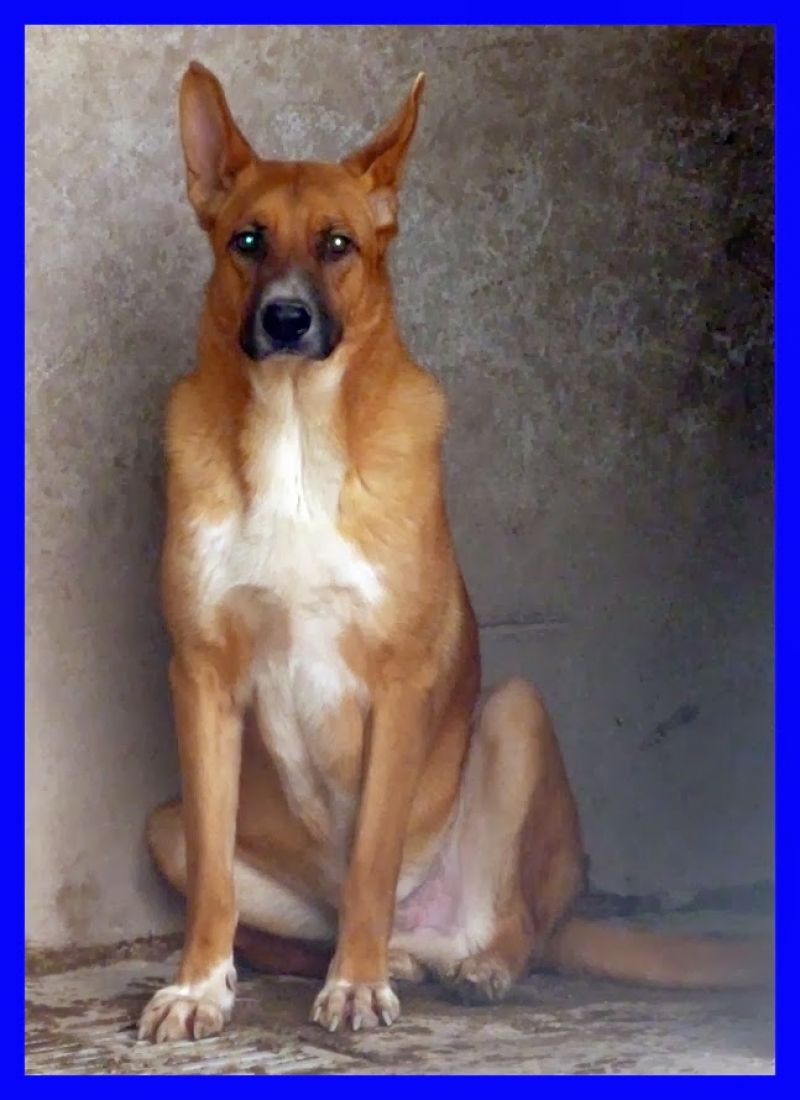ARWEN povero cagnolone impaurito dal canile