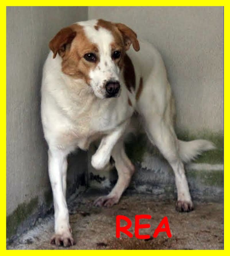 REA adozione d'amore è nata in canile e forse morirà li dentro