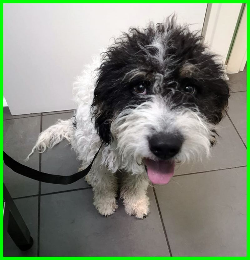 THANOS dolcissimo cucciolone simil lagotto di meno di 1 anno
