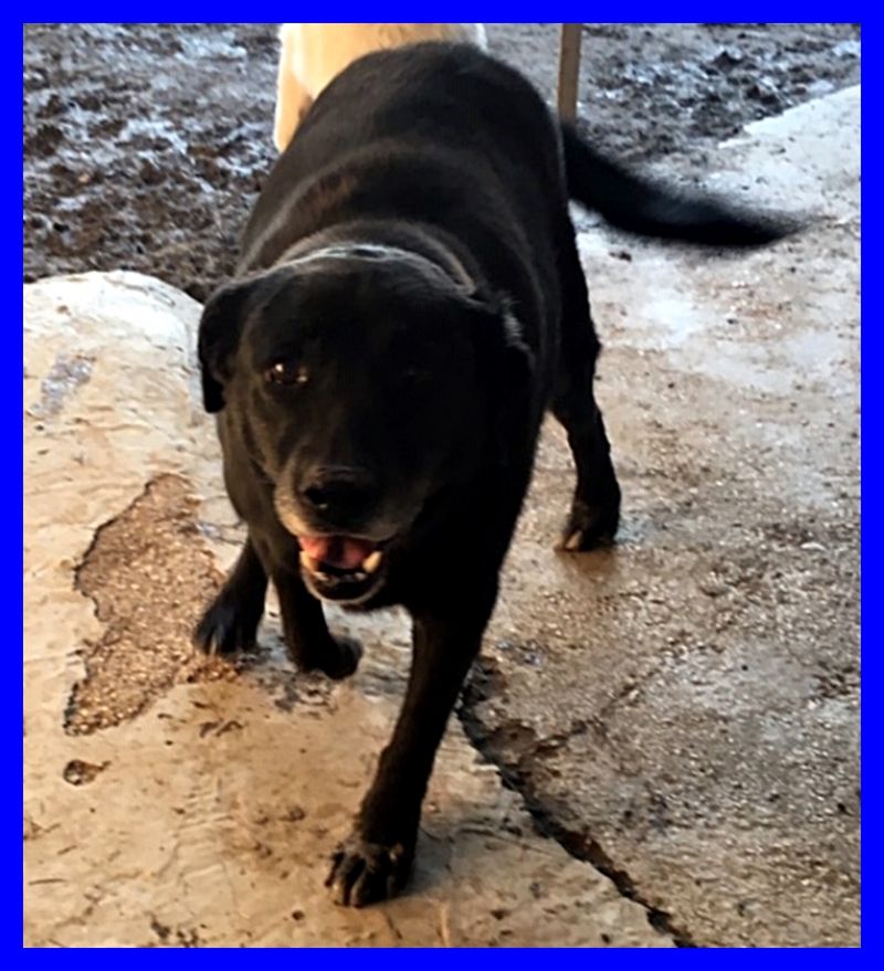 DIABLO dolcissimo patatone simil labrador una vita rinchiuso nel box