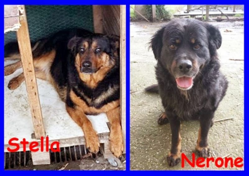STELLA E NERONE poveri randagi buonissimi e inseparabili