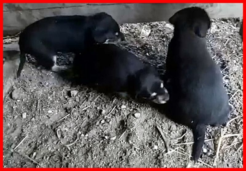 4 CUORICINI DA SALVARE mamma e 3 cuccioli in pericolo dentro un capannone