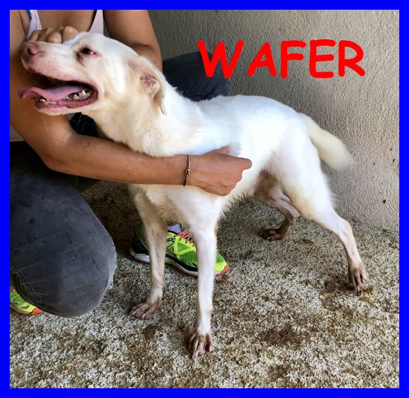 WAFER simil labrador super coccoloso da una vita in canile