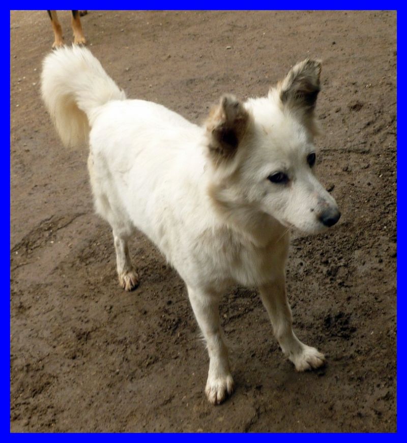 FLOER cucciolona volpinetta