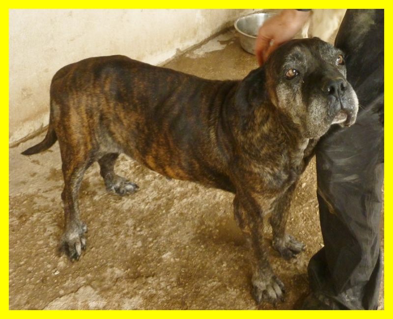 TINA boxerina scheletrica adozione d'amore