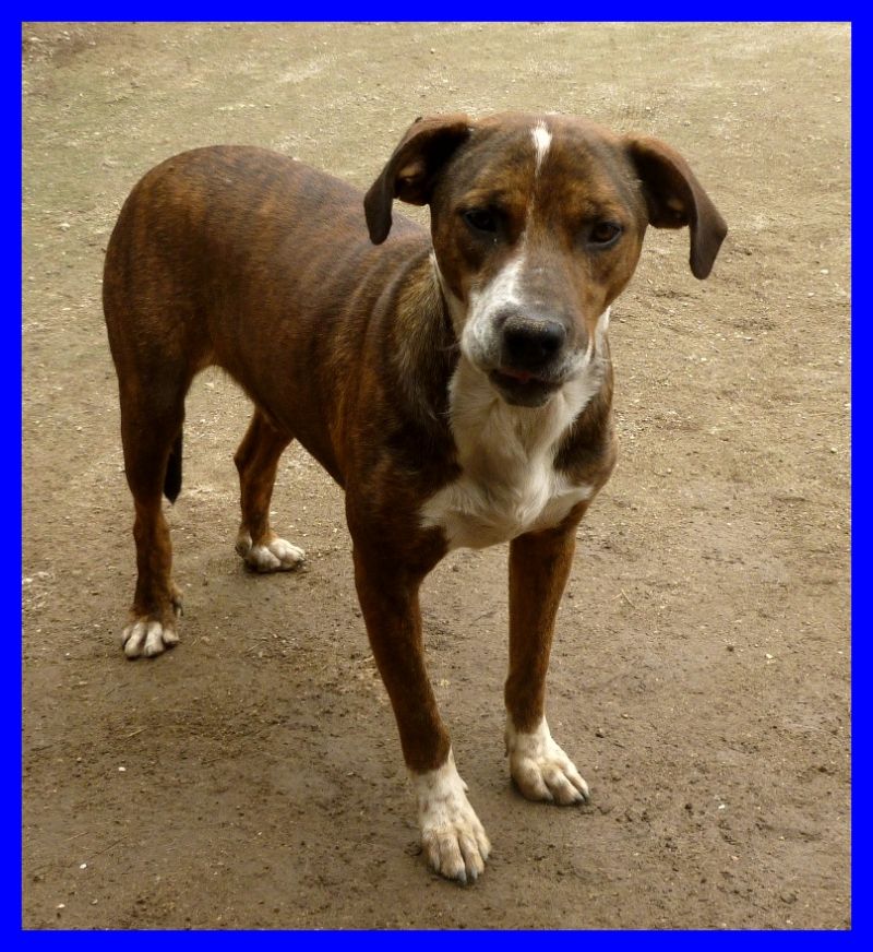 BEST cucciolone mix pittbull tigrato