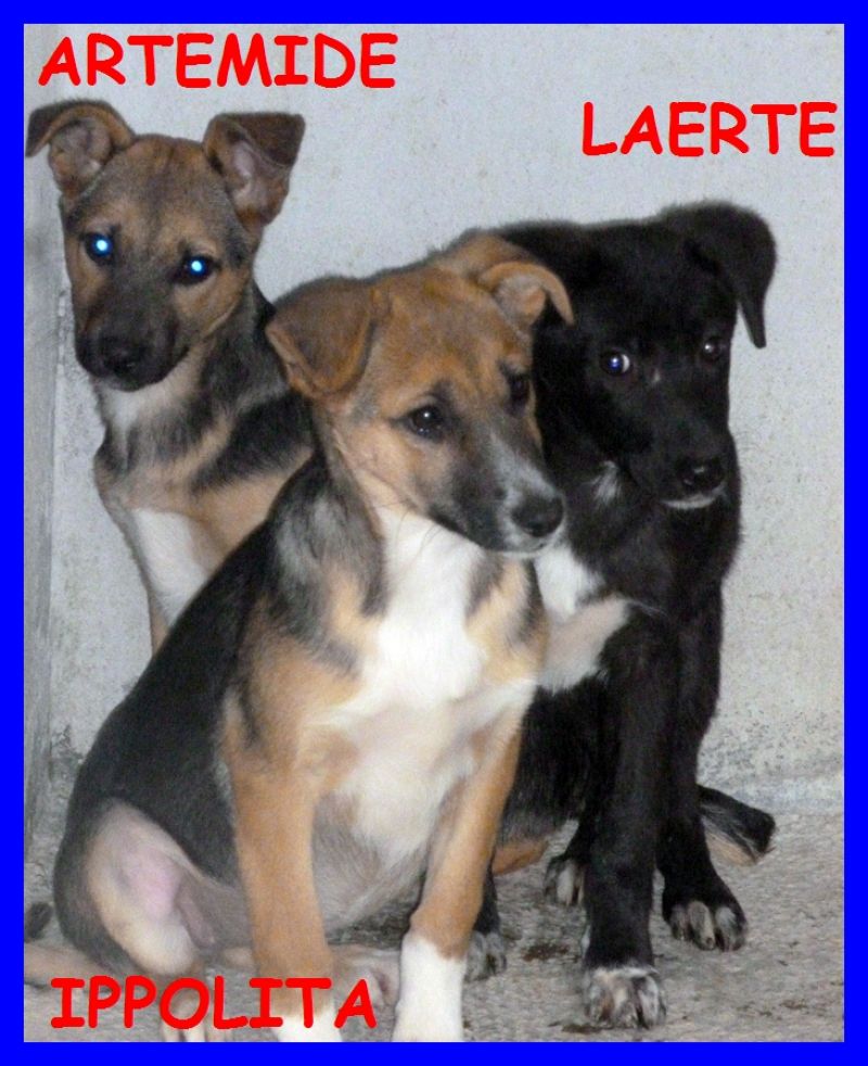 LAERTE,ARTEMIDE E IPPOLITA cuccioli 5 mesi