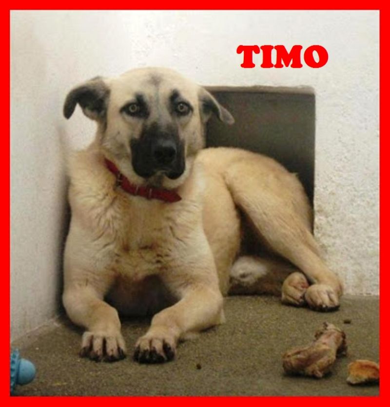 TIMO cerca una mamma tutta sua