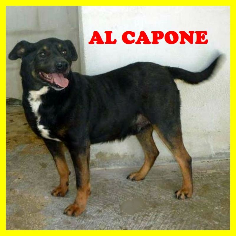 AL CAPONE ha la bellezza nel cuore