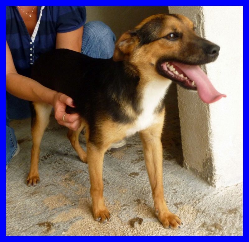 CODINO sta crescendo in canile