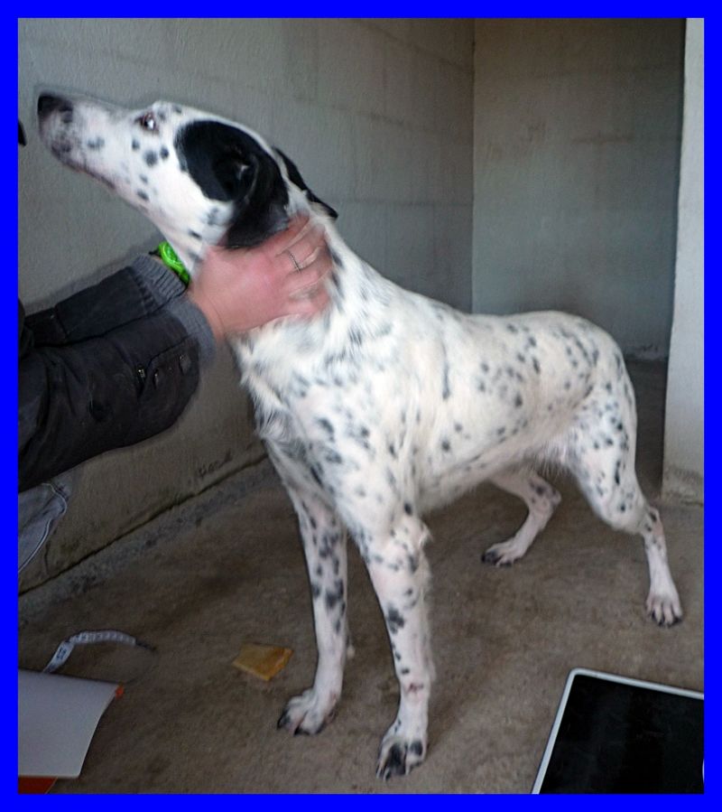 ALLEGRA in canile fin da piccola mai nessuna richiesta eppure è fantastica