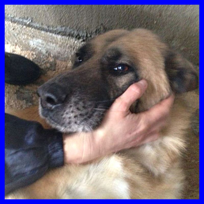 volatoDARKO derivato pastore tedesco affettuosissimo e bellissimo 