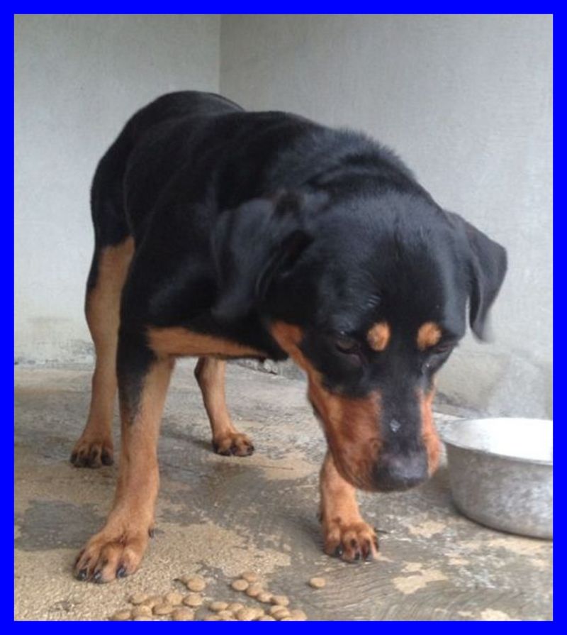 OLIMPIA meravigliosa buonissima cerca coccole tante tante