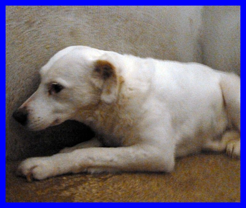 CHIARINA povera anima spaventata e buonissima