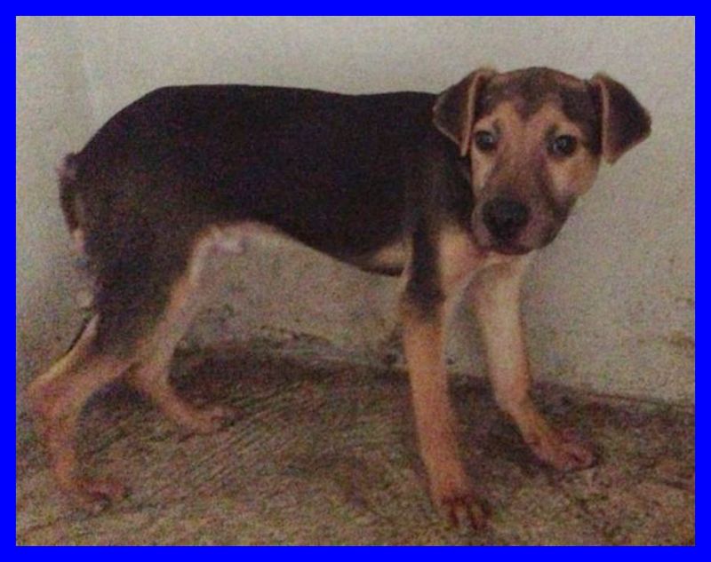 CACTUS cucciolino 5 mesi da solo in un box