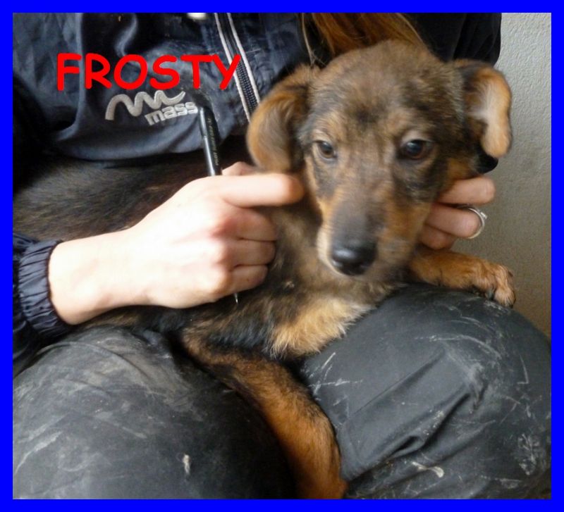 5 CUCCIOLI DI 3 MESI abbandonati in una scatola